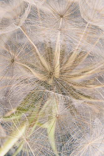 Verborgen achter de pluis