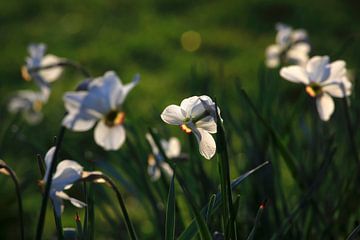 Jonquilles sur Thomas Jäger