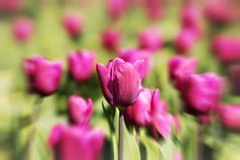 Pretty in pink by marjan woudstra