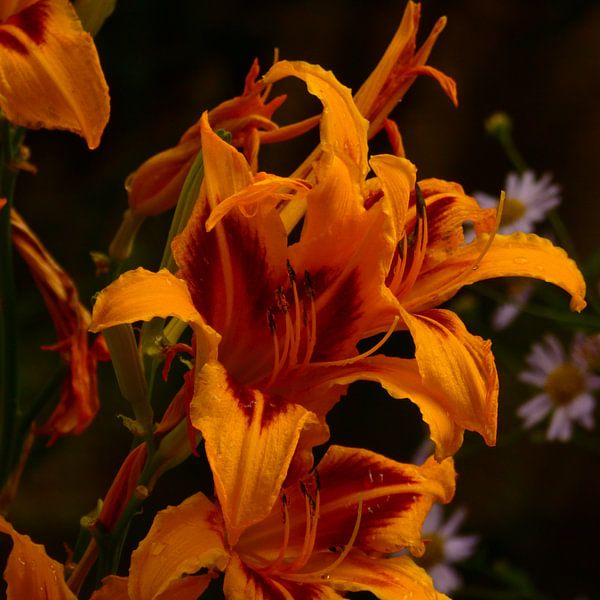 Gele bloemen in de achtertuin  von Veluws