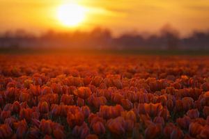 Golden Tulips van Martin Podt