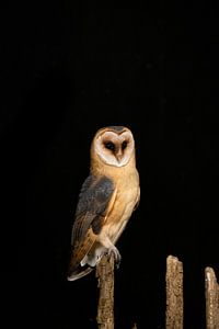 hibou des granges la nuit
