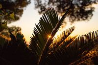 Lever de soleil à travers le palmier