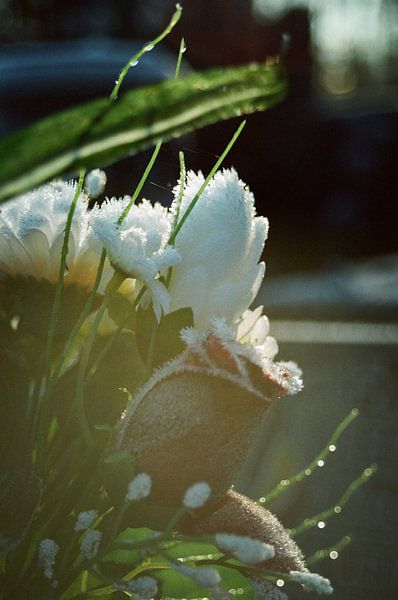Vintage Blume von Michel Kruiswijk