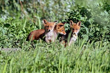 3 jonge vossen op een rij van gea strucks