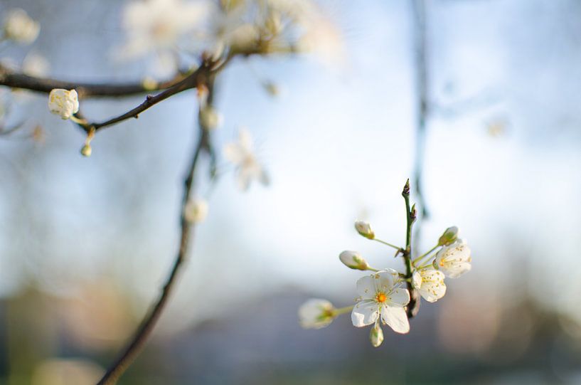 Lente Bloesem 2 by Bram van der Meer