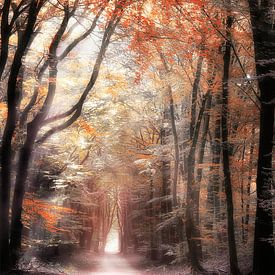Autumn Red by Rigo Meens