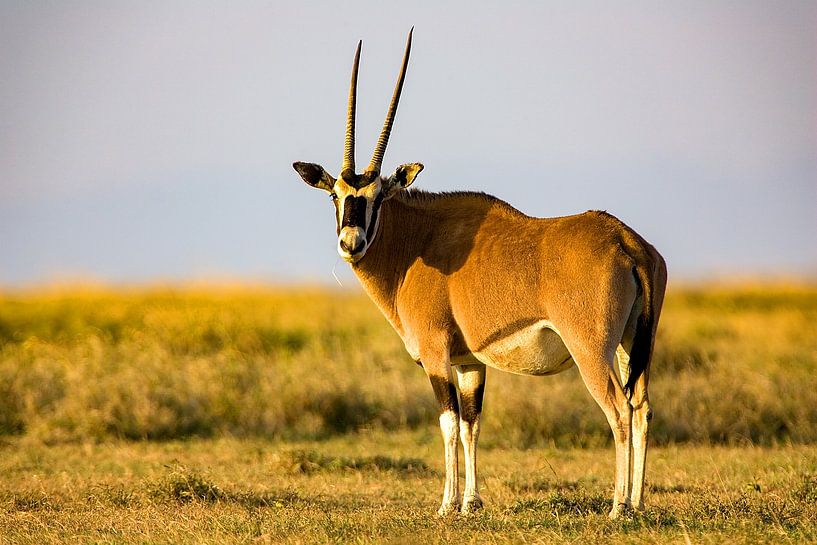 Oryx antilope van Peter Michel