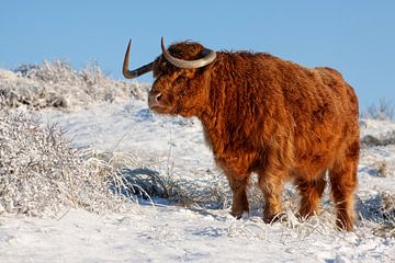 Scottish Highlander in snowy landscape by Jan Bouma