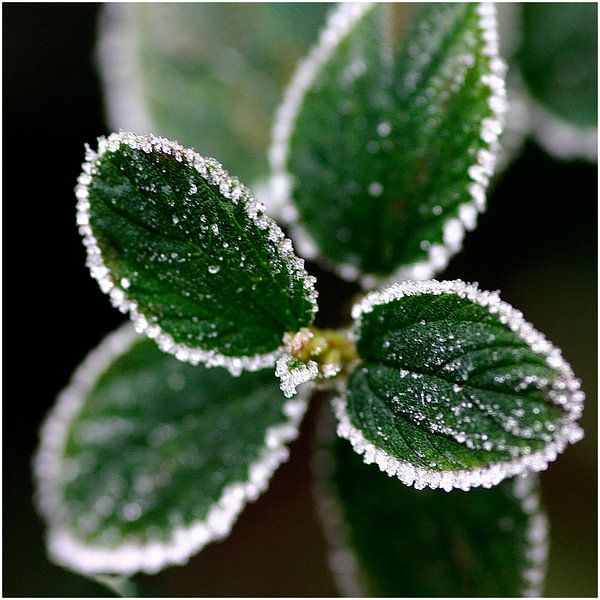 Eiskalt 2 von Henk Langerak