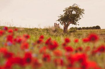 Poppy field by Nancy van Verseveld
