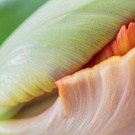 Pétales de fleurs sur Karin Tebes