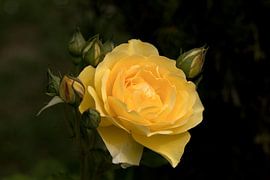 a yellow rose against a dark background