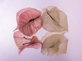 Beruhigende Pastellfarben: Die tanzenden Blütenblätter der Bougainvillea von Marjolijn van den Berg
