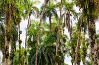 Palm garden in Paramaribo the capital of Suriname
