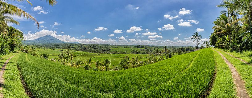 Rijstveld op Bali, Indonesie von Stefan van der Wijst