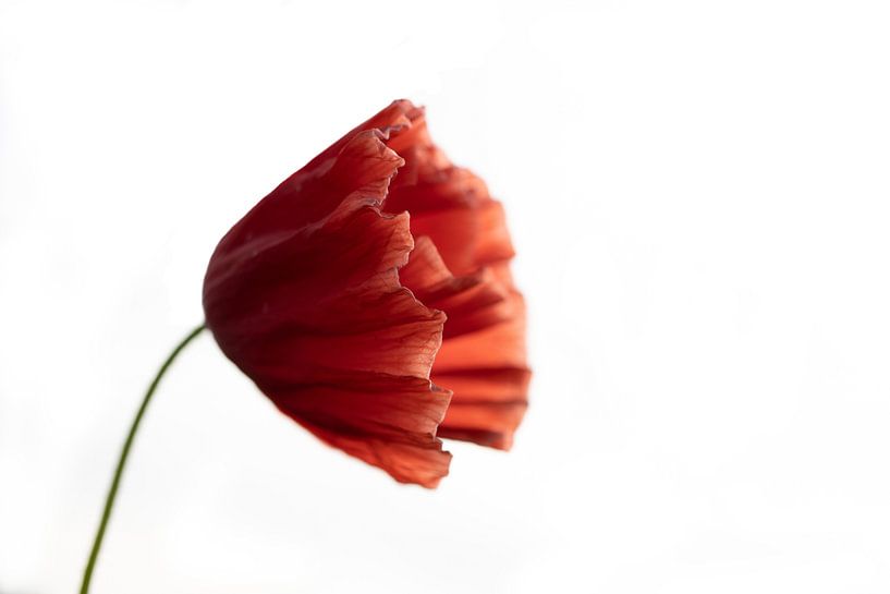 Poppy by Crystal Clear