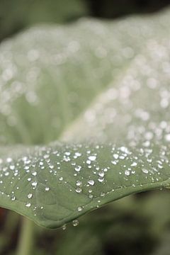 Feuille tropicale avec gouttes de pluie sur Henrike Schenk