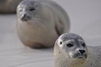 Twee zeehonden op Texel