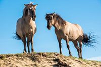 Konik horses in dune area