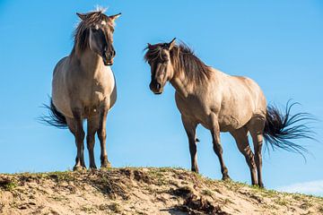 Konik horses in dune area by Leendert Noordzij Photography