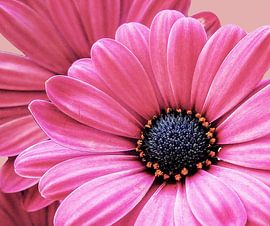 Roze bloem by Gonnie van Hove