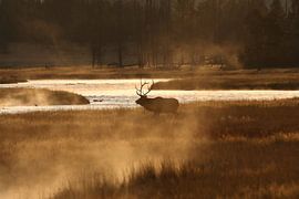 Elk, Wapiti, Cervus elephas, Yellowstone National Park, Wyoming USA von Frank Fichtmüller