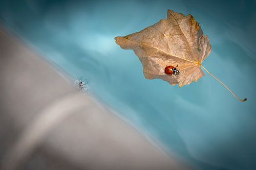 Lieveheersbeestje op herfstblad.