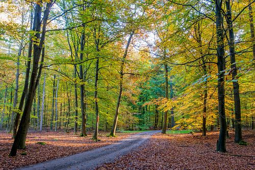 Herfstkleur in het bos