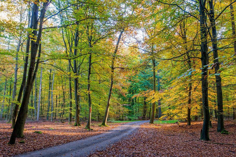 Herbstliche Farbe im Wald von Richard Gilissen