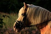 paard geniet van zonsondergang van nikita van der Starre- Zagers thumbnail