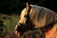 paard geniet van zonsondergang