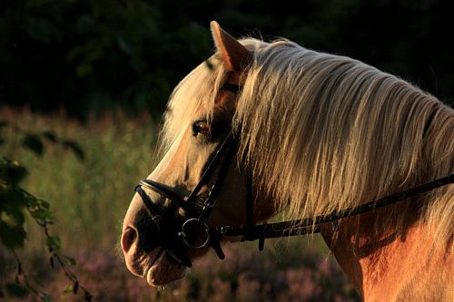 paard geniet van zonsondergang