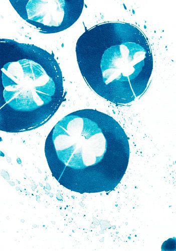 Blauwe Klaproos Cirkels