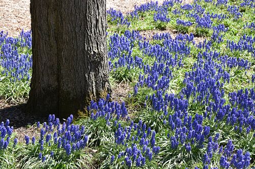Flowers in the garden in spring