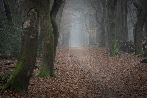 Dark trees in the Speulderbos in Ermelo Netherlands Holland with mist in the background and leaves o