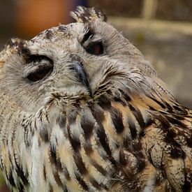 Een knipogende uil. Oehoe, slaap je al? van AdWF