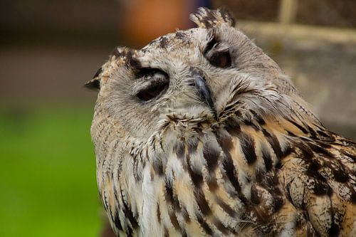 Een knipogende uil. Oehoe, slaap je al?