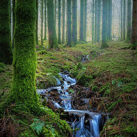 Little river in the woods van Wim van D