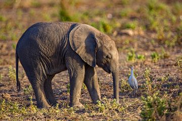 junger Elefant von Peter Michel