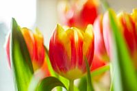 Dutch tulips