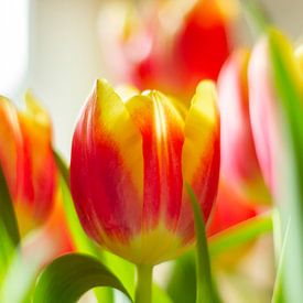 Holländische Tulpen von DVT Photography