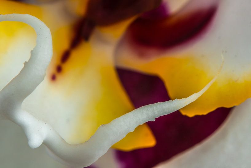 close up vlinderorchidee van de buurtfotograaf Leontien