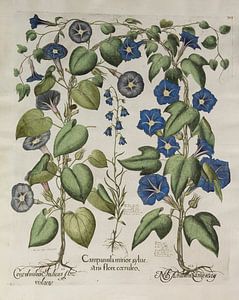 Hortus Eystettensis voll. 3, Basilus -Entscheidung von Teylers Museum