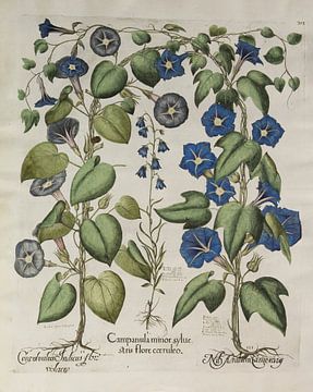 Hortus Eystettensis full. 3, Basilus decision by Teylers Museum