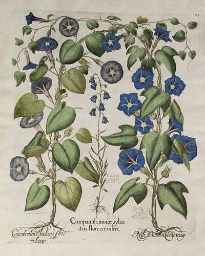 Hortus Eystettensis vol. 3, Basilius Besler