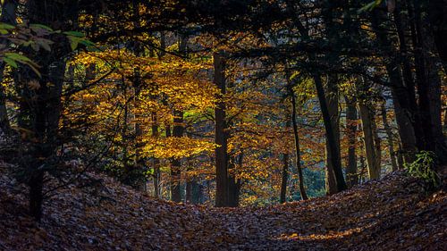 Herfst van Dirk Verwoerd