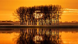 Le soleil joue à cache-cache derrière les arbres :) sur Martijn van Dellen