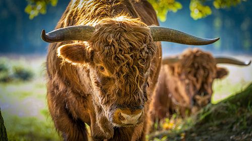 Nieuwsgierige Schotse Hooglander