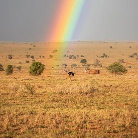 Regenboog in Afrika met boeket vogels van Fotos by Jan Wehnert